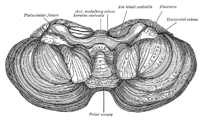 Cerebellum diagram from Gray's Anatomy, 1918