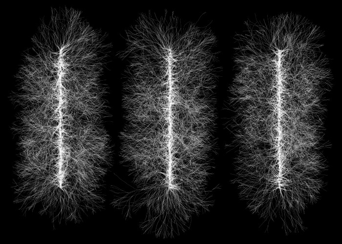 Three neuron columns