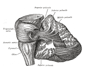 Cerebellum diagram from Gray's Anatomy, 1918